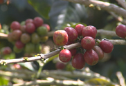 Der teuerste Kaffee der Welt