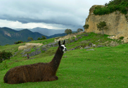 Lama vor der Festung Kuelap
