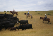 Cowboys bei der Arbeit